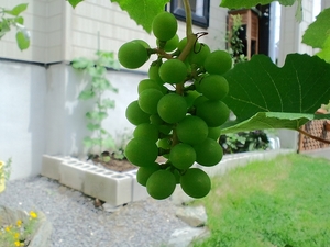 CA3C0212.jpg